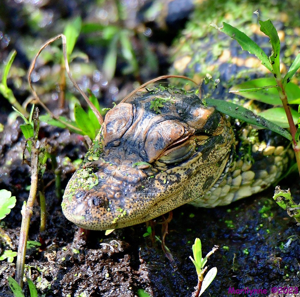 DSC_3676_001.JPG