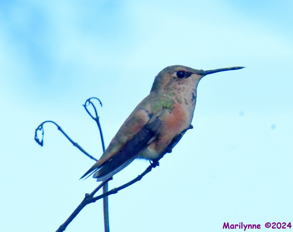 DSC_3677_001.JPG