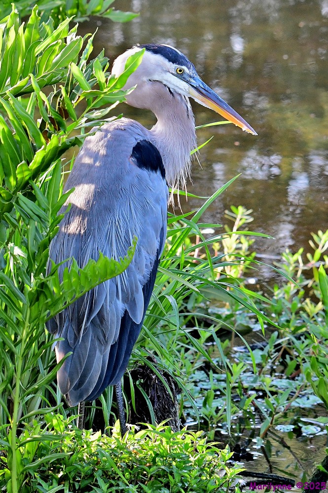 DSC_3678_001.JPG