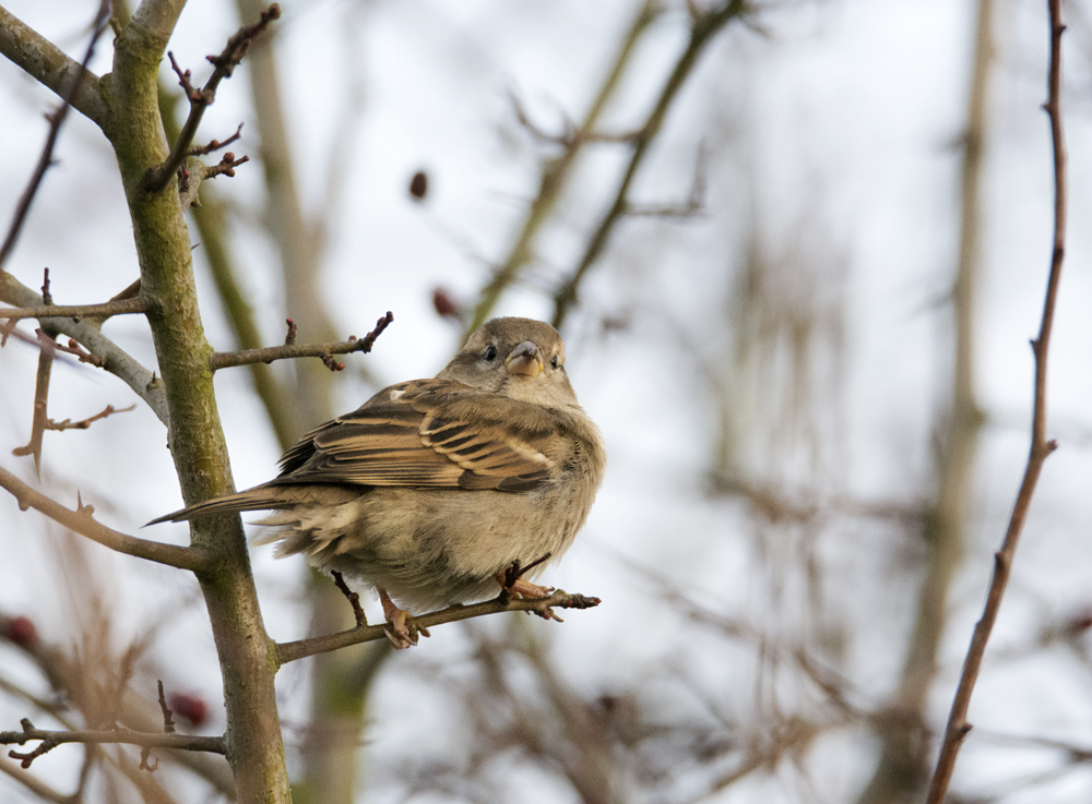 DSC_3679.jpg