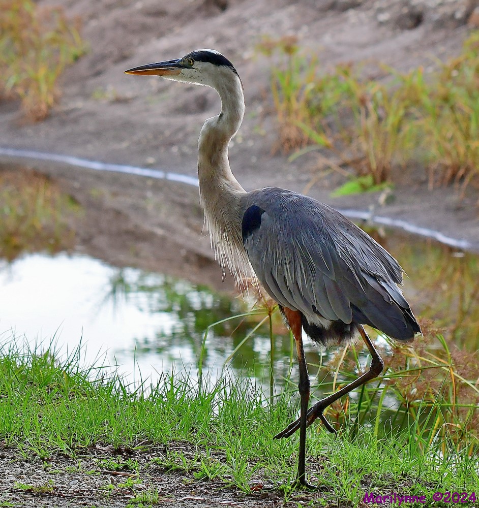 DSC_3682_001.JPG