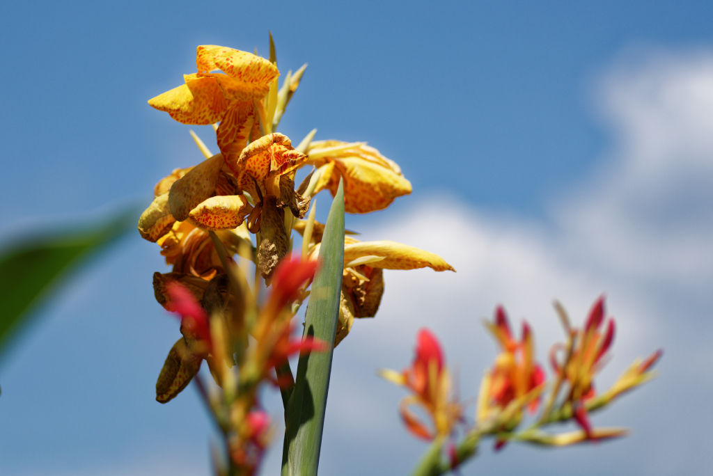 DSC_3682_DxO.jpg