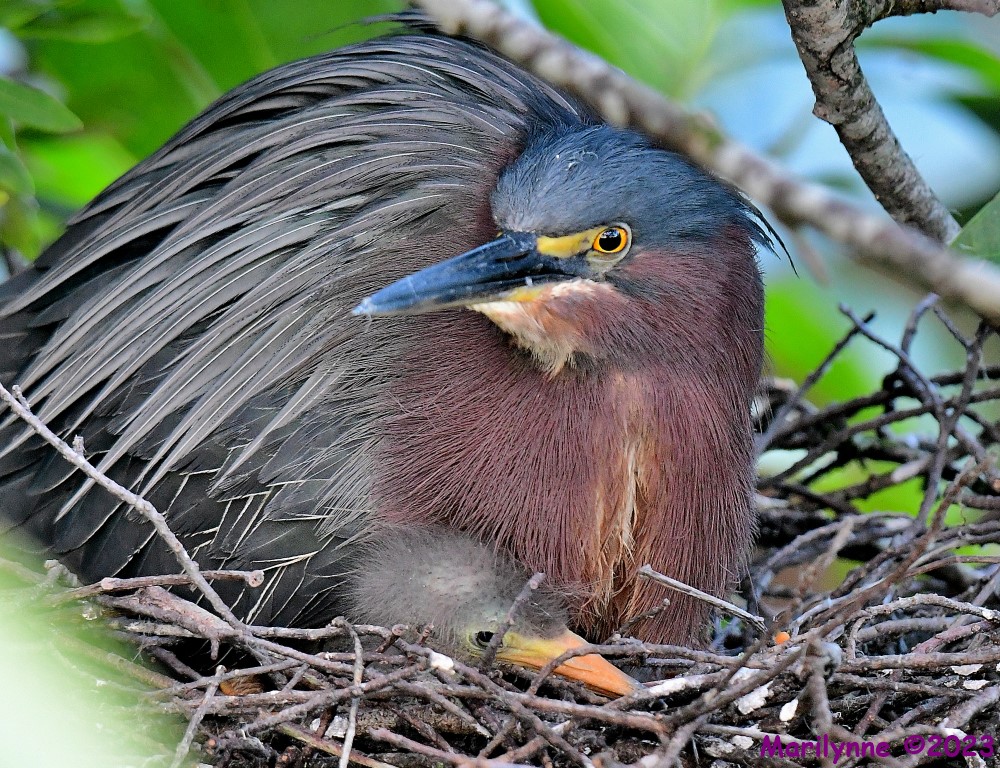 DSC_3683_001.JPG