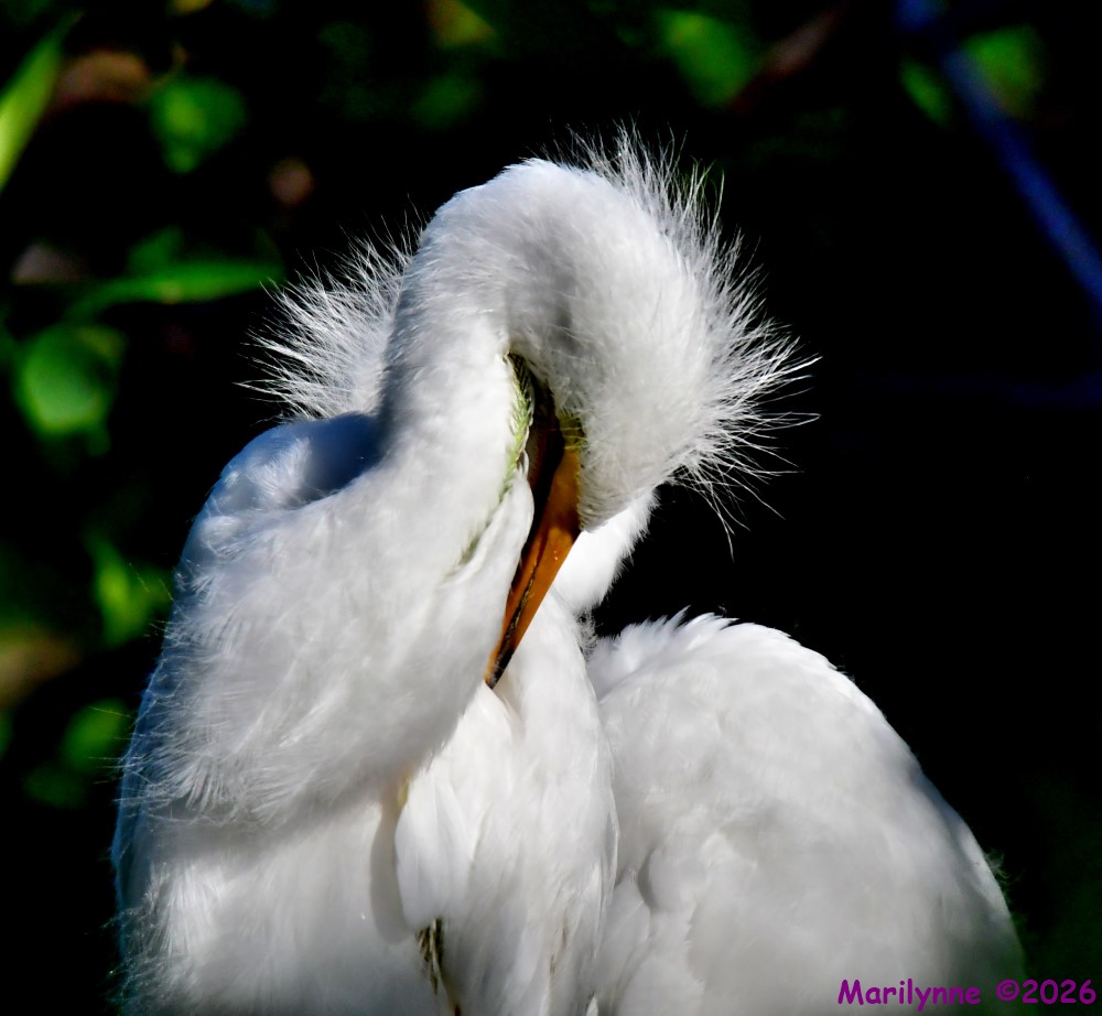 DSC_3684_001.JPG