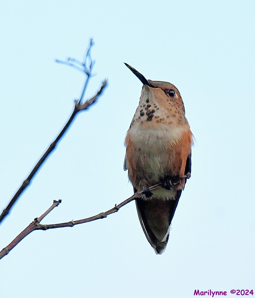DSC_3686_001.JPG