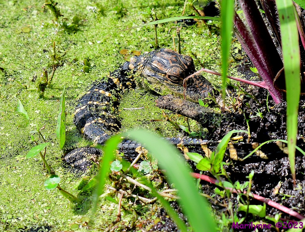 DSC_3687_001.JPG