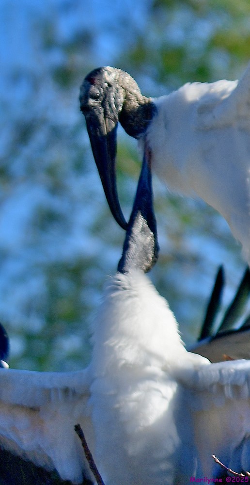 DSC_3690_001.JPG