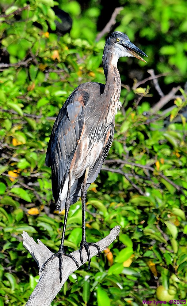 DSC_3690_001.JPG