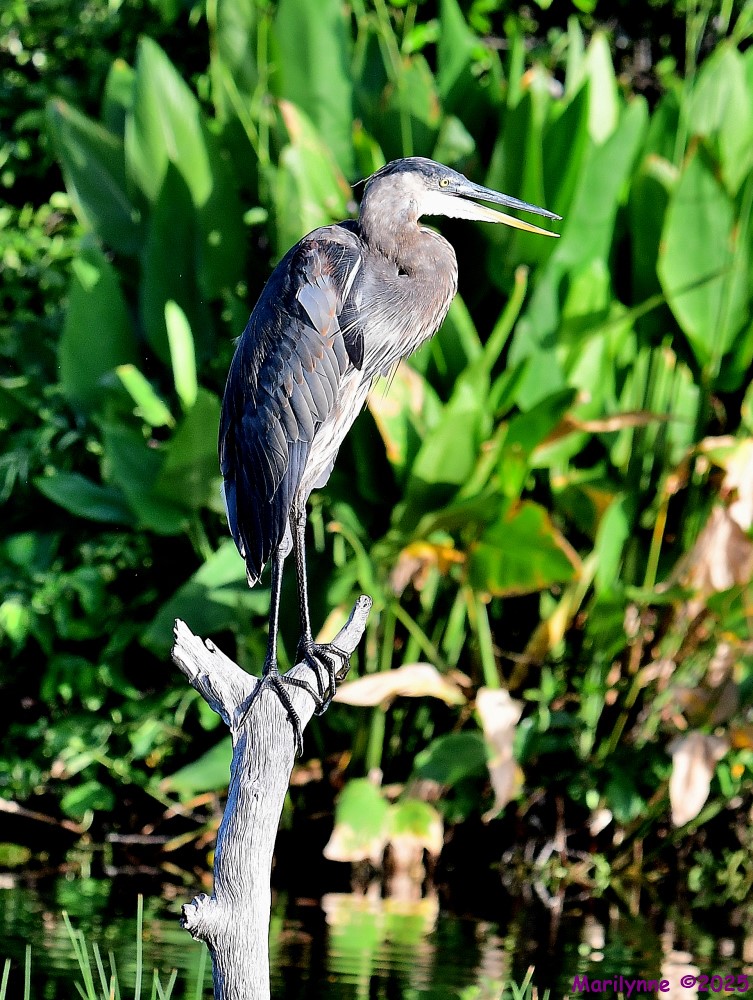 DSC_3691_001.JPG