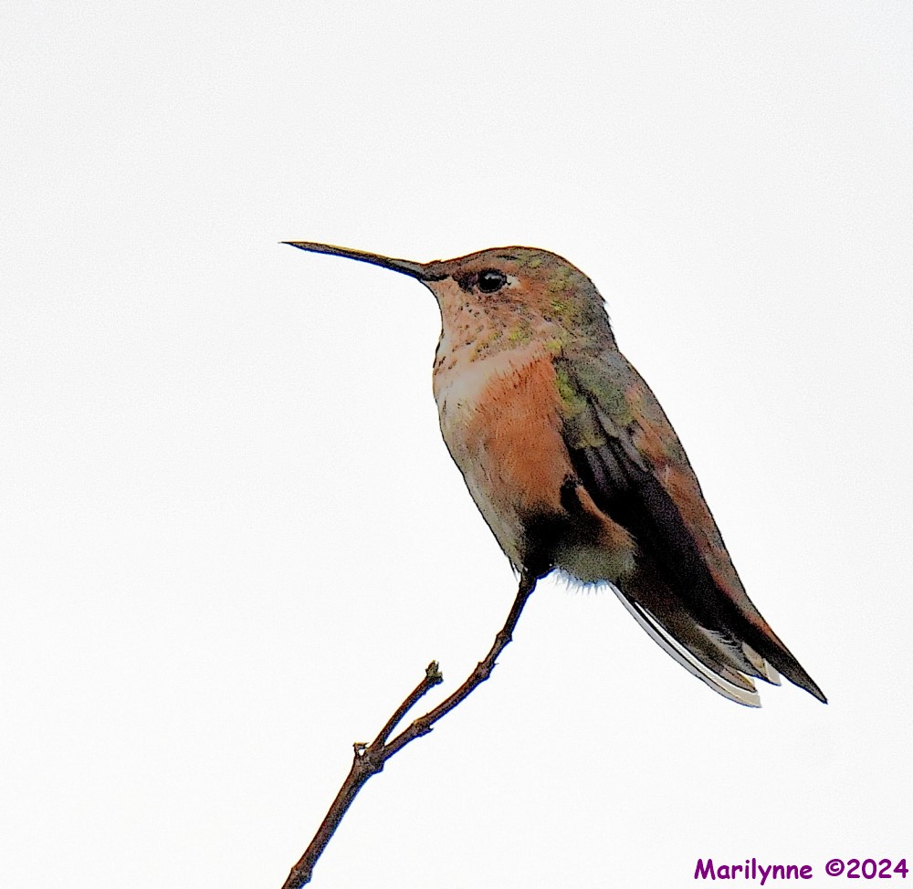 DSC_3692_001.JPG