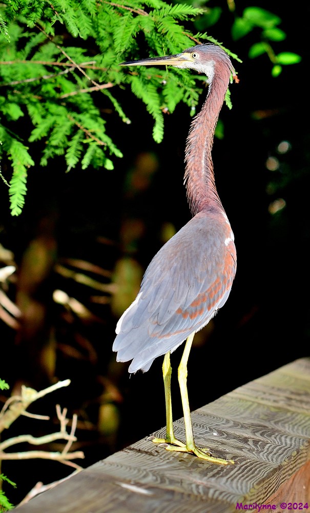 DSC_3692_001_01.JPG