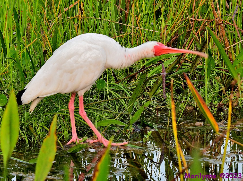DSC_3694_001.JPG