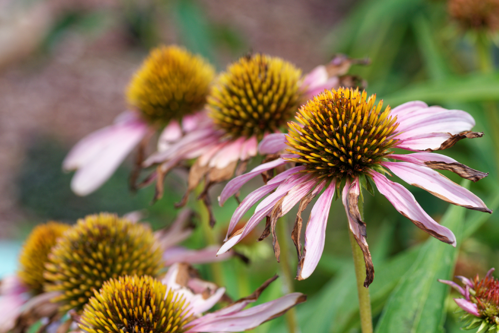 DSC_3694_DxO.jpg