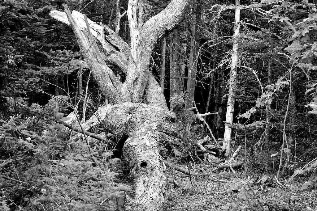 DSC_3695.jpg