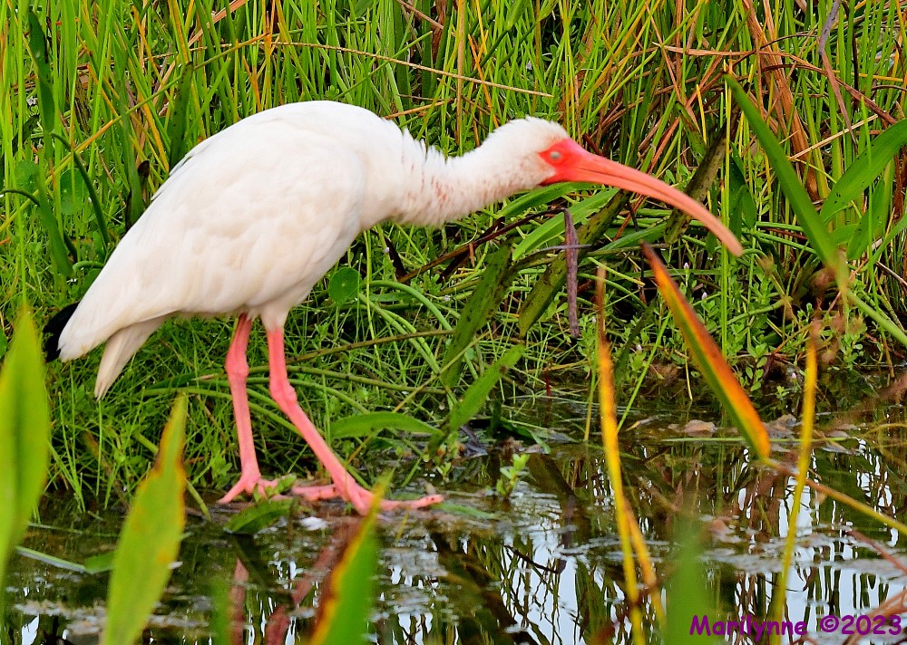 DSC_3695_001.JPG