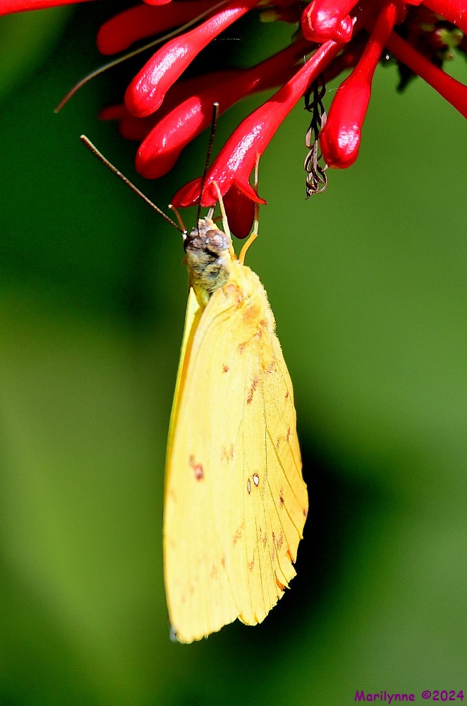 DSC_3695_001.JPG