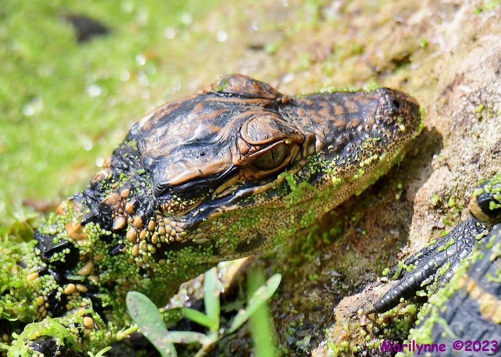 DSC_3696_001.JPG