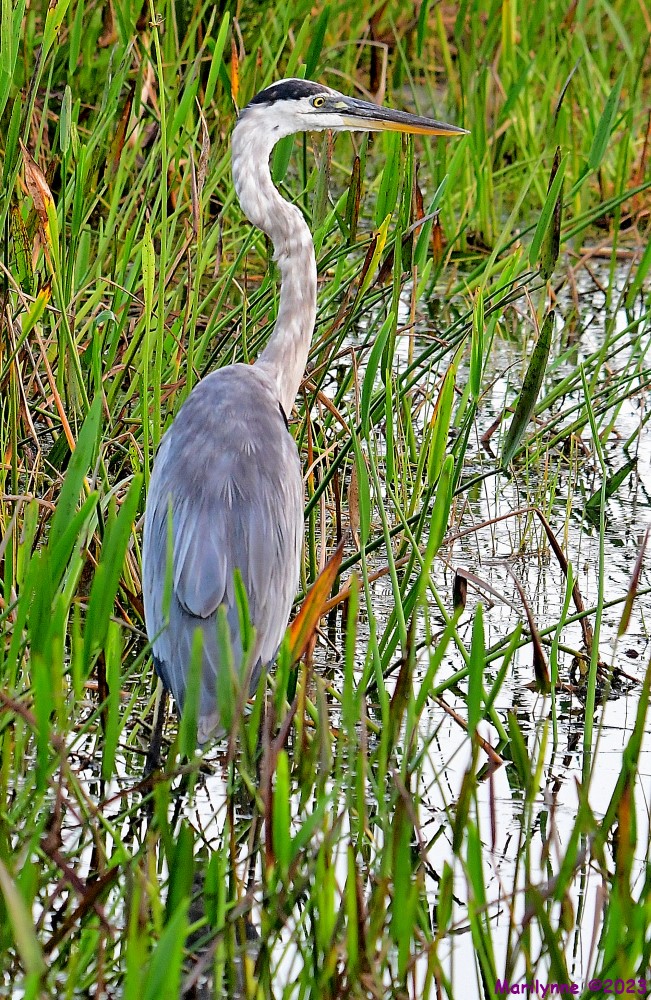 DSC_3699_001.JPG