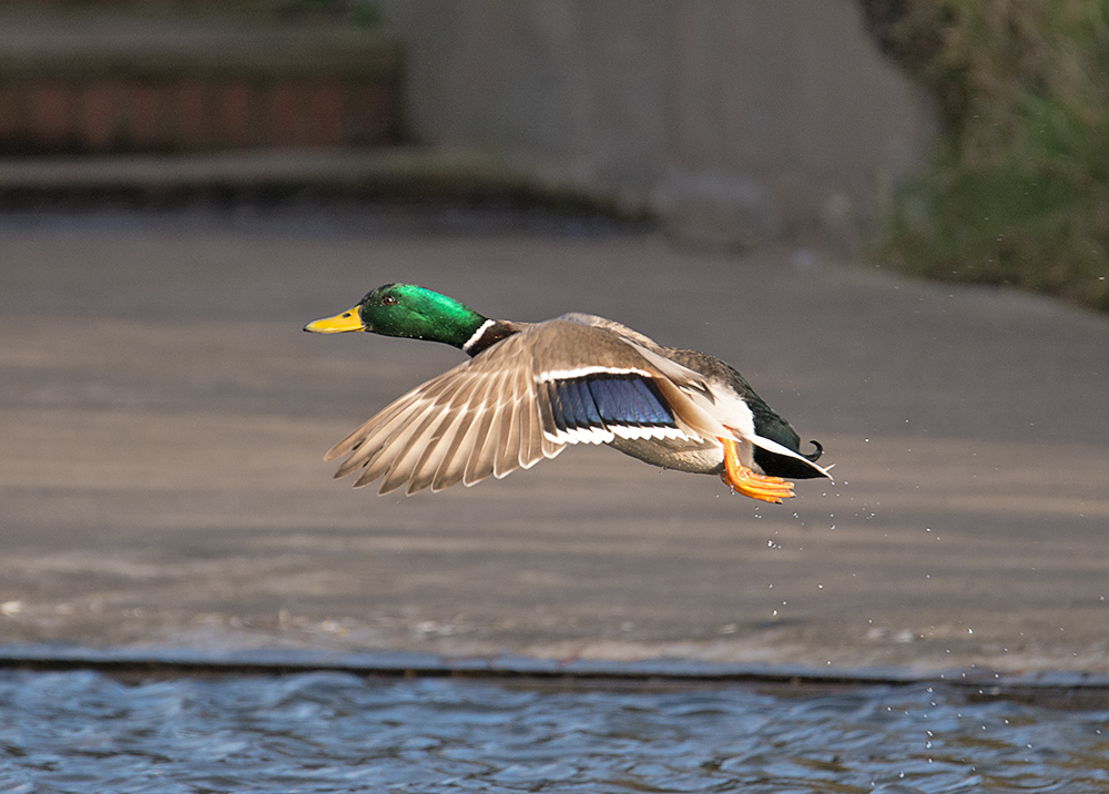 DSC_3701.jpg