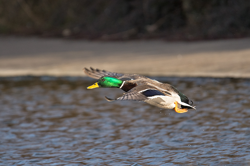 DSC_3703.jpg