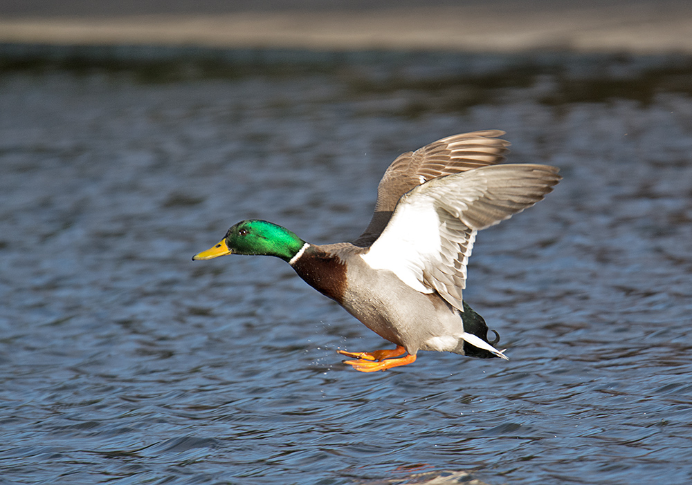 DSC_3704.jpg