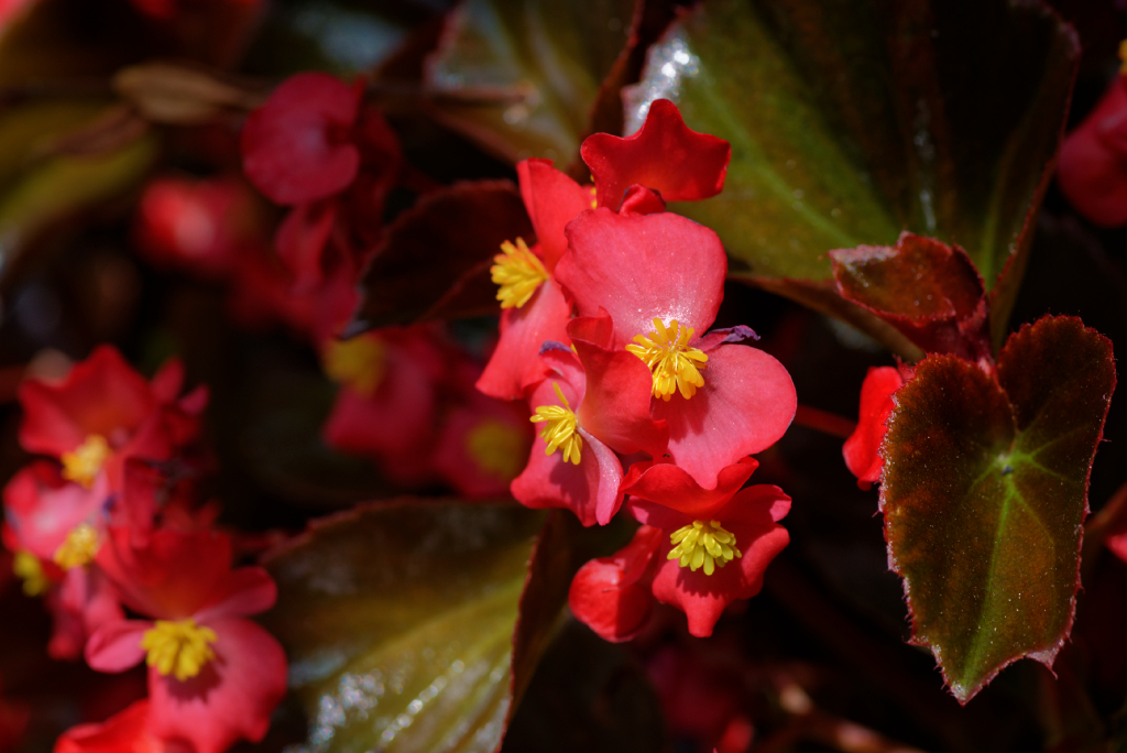 DSC_3704_DxO.jpg
