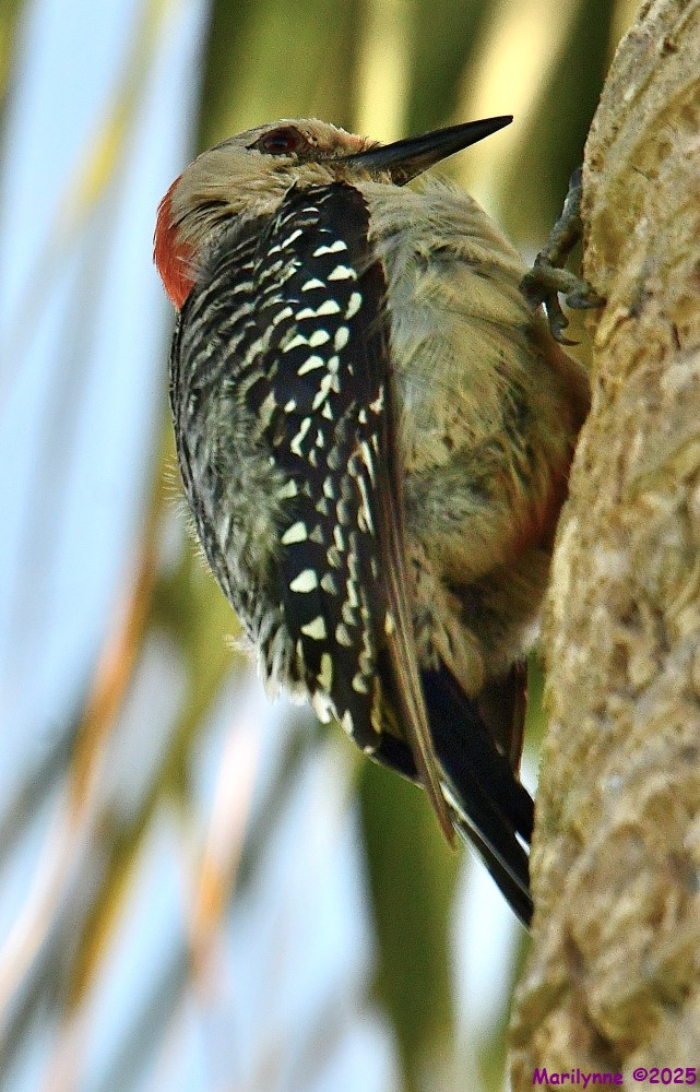 DSC_3705_001.JPG