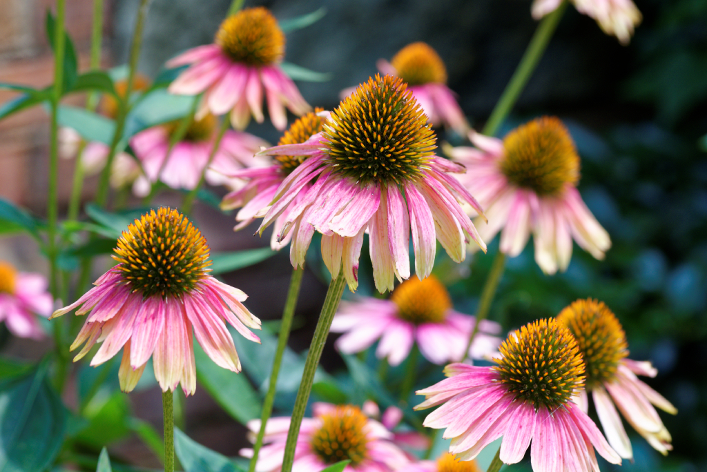 DSC_3705_DxO.jpg