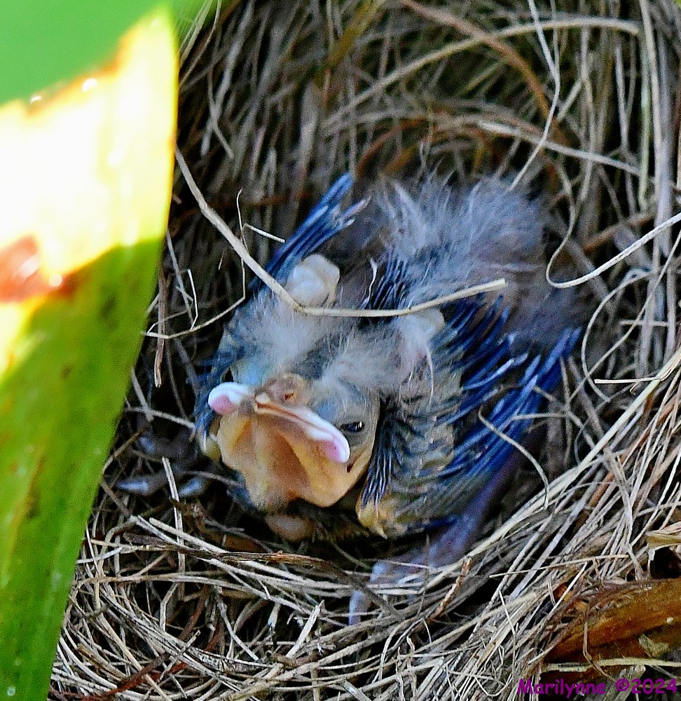 DSC_3706_001.JPG