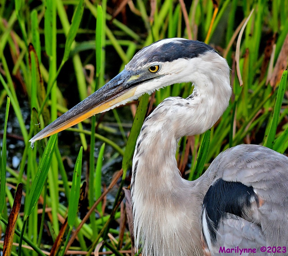 DSC_3710_001.JPG