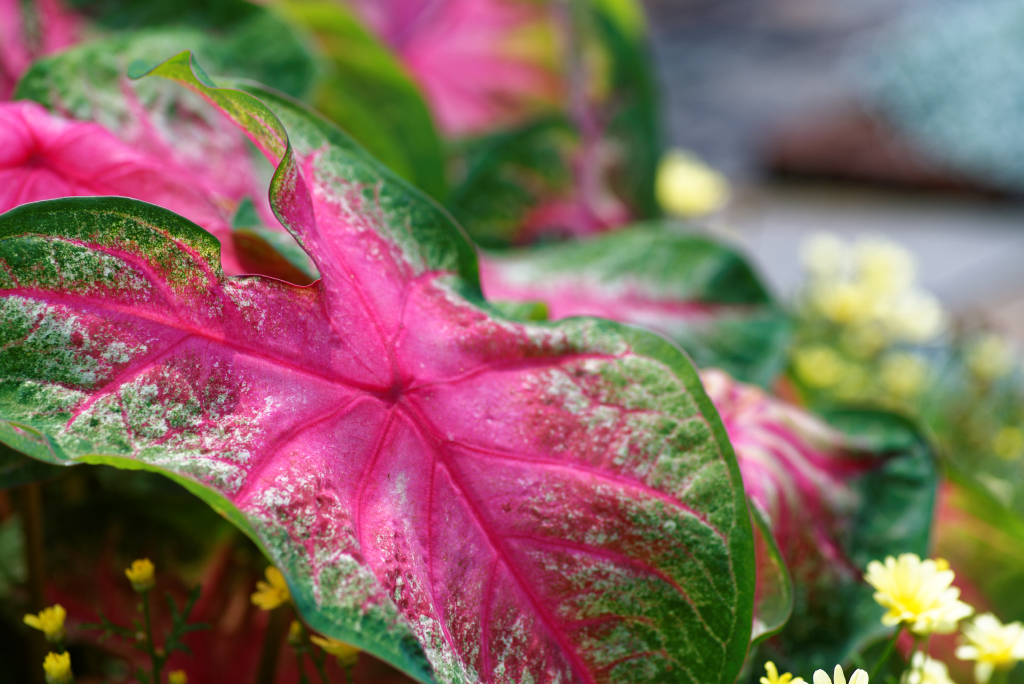 DSC_3710_DxO.jpg
