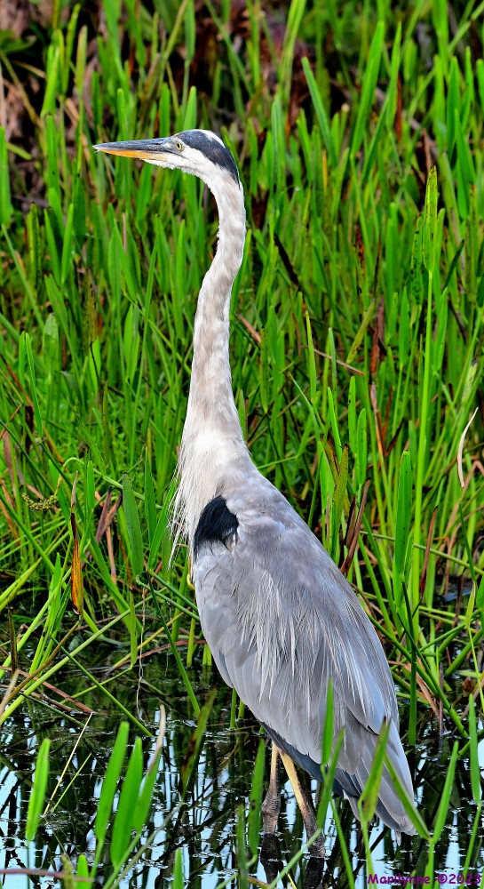 DSC_3712_stitch6_001.JPG