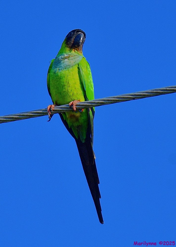 DSC_3716_001.JPG