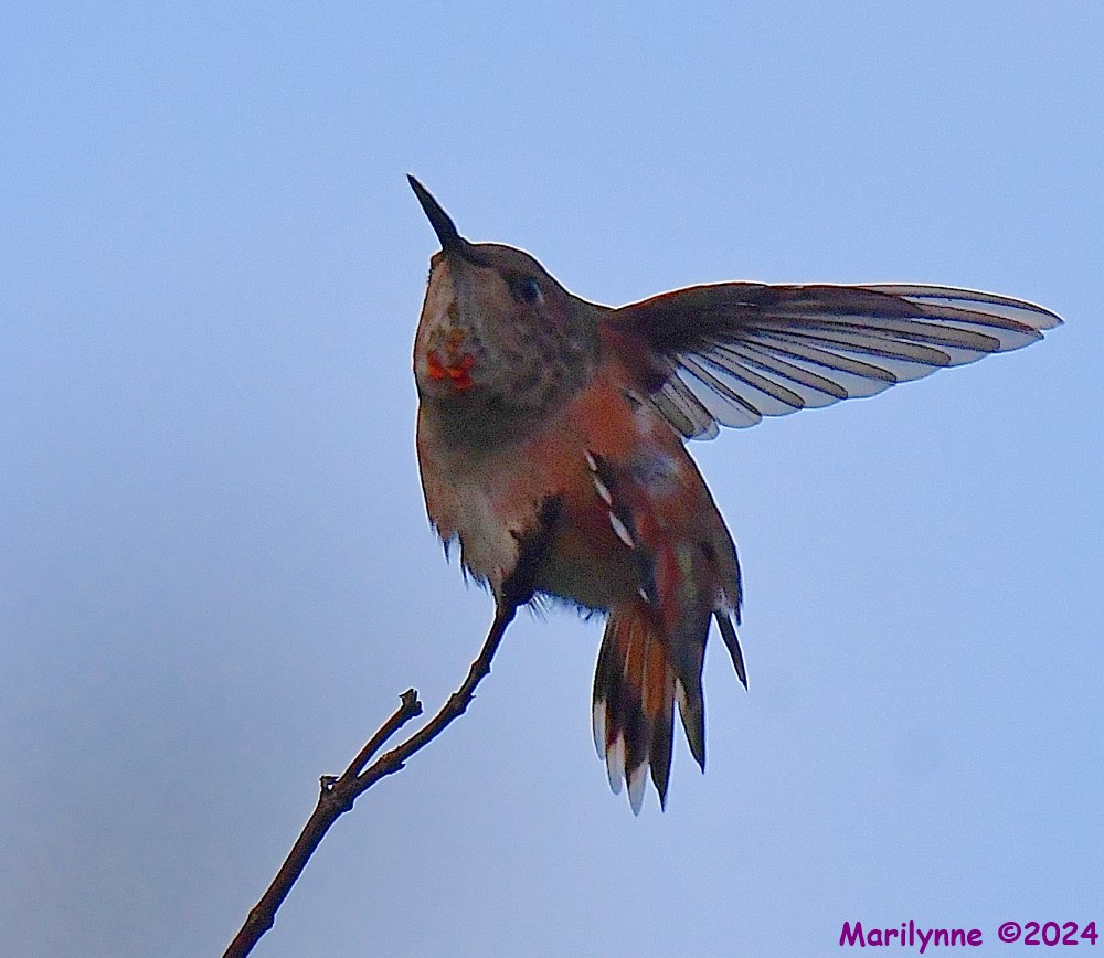 DSC_3719_001.JPG