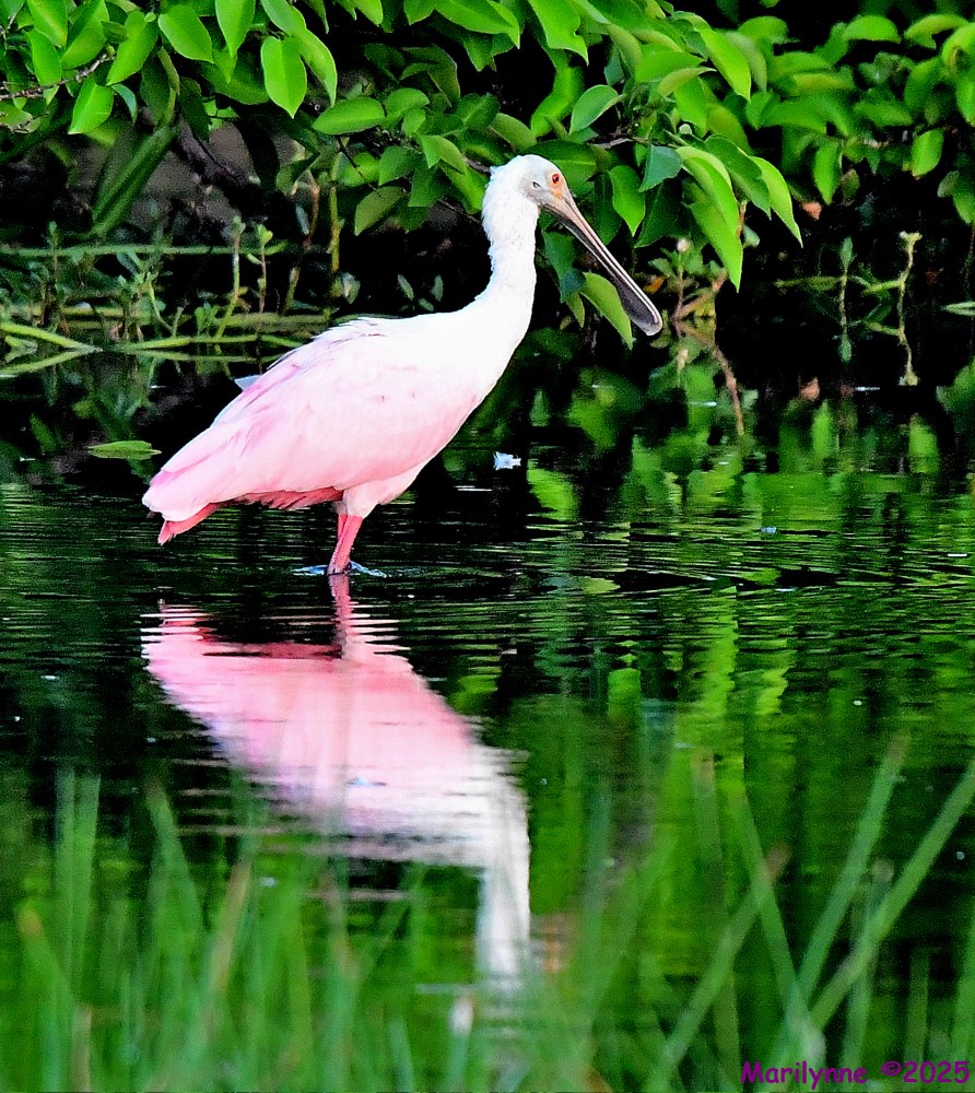 DSC_3723_001.JPG