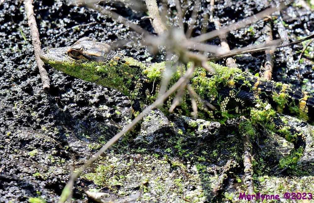 DSC_3724_001.JPG