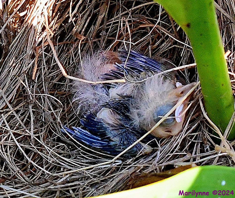 DSC_3725_001.JPG
