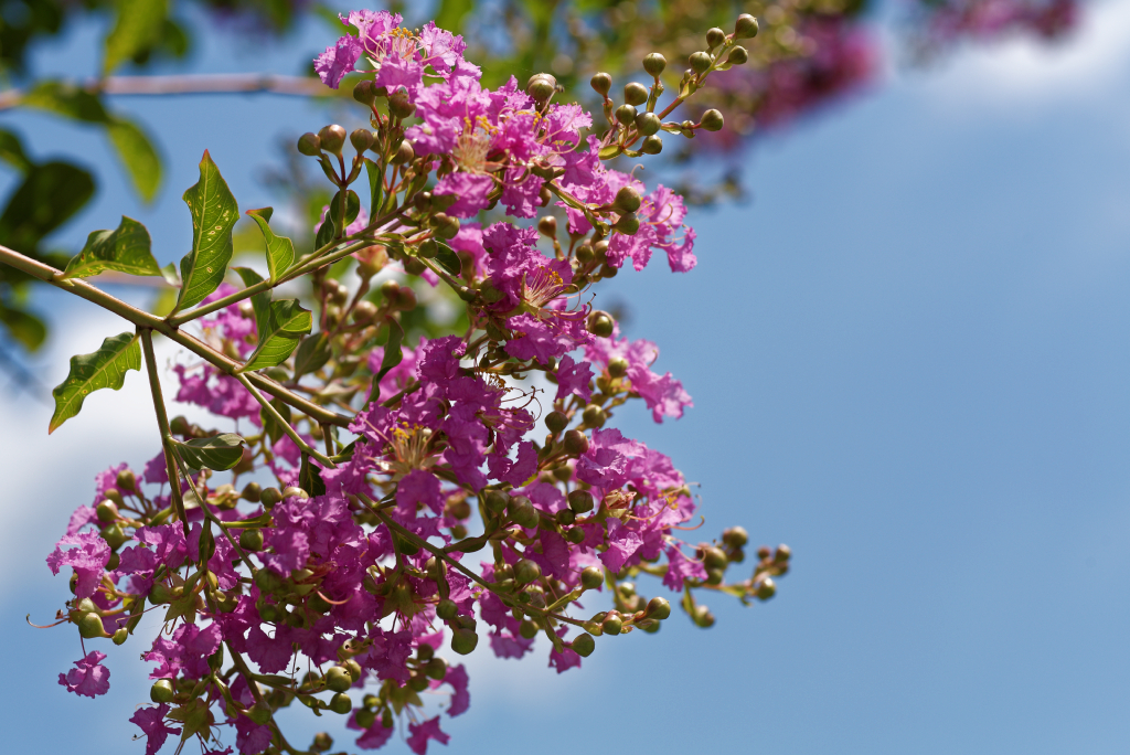 DSC_3725_DxO.jpg