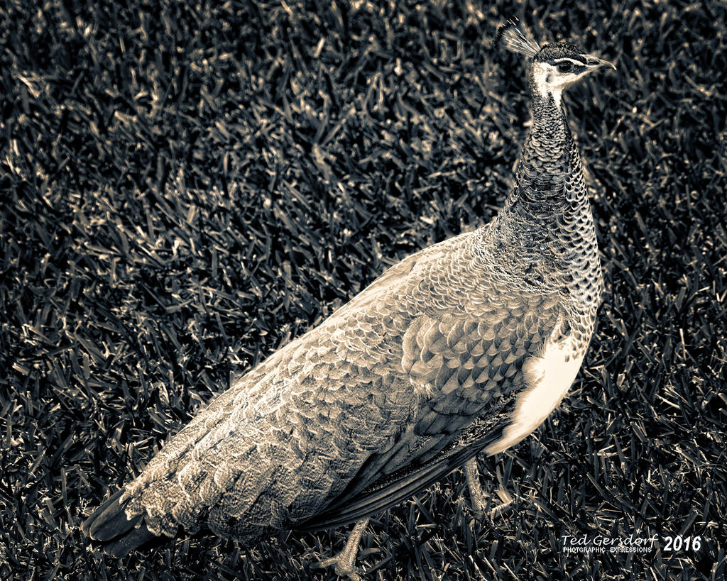 DSC_3727bw.jpg