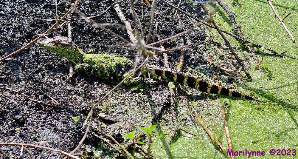 DSC_3730_001.JPG