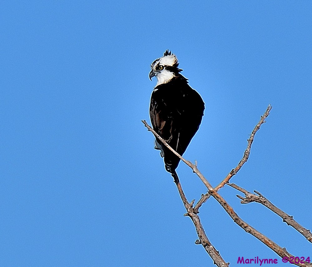 DSC_3730_001.JPG