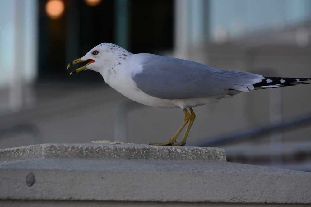 DSC_3731.JPG