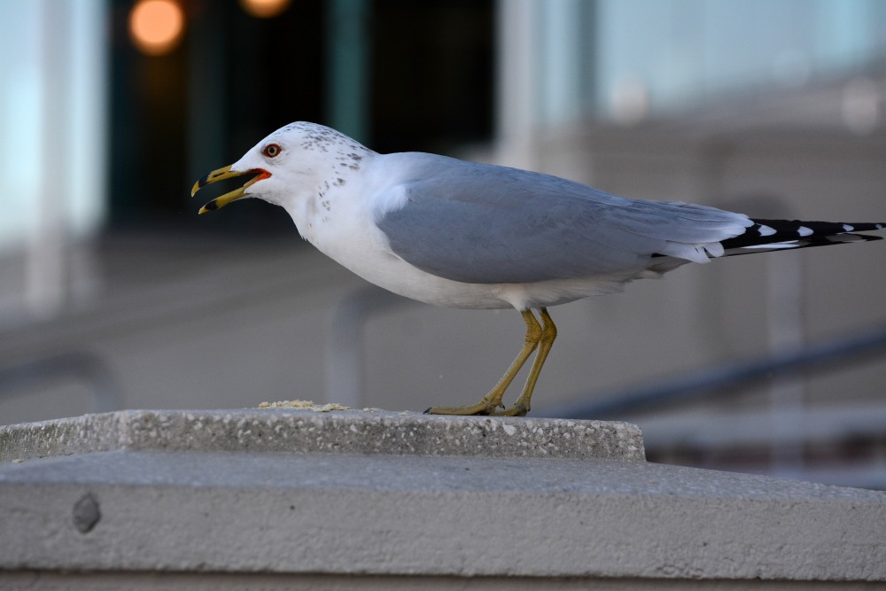 DSC_3731_01.JPG