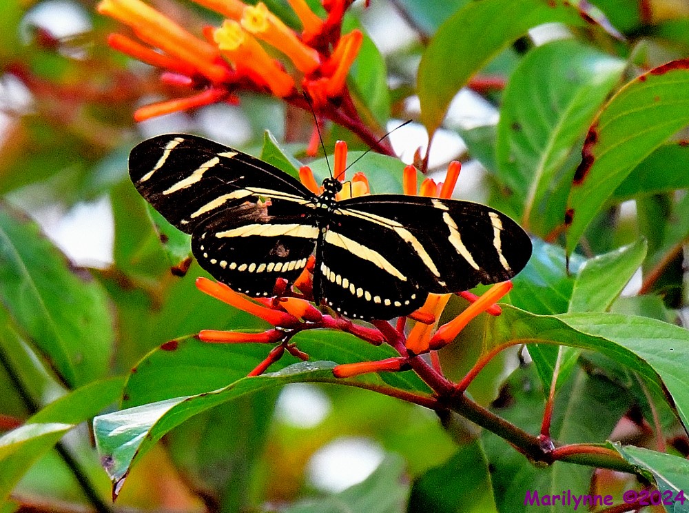 DSC_3732_001.JPG