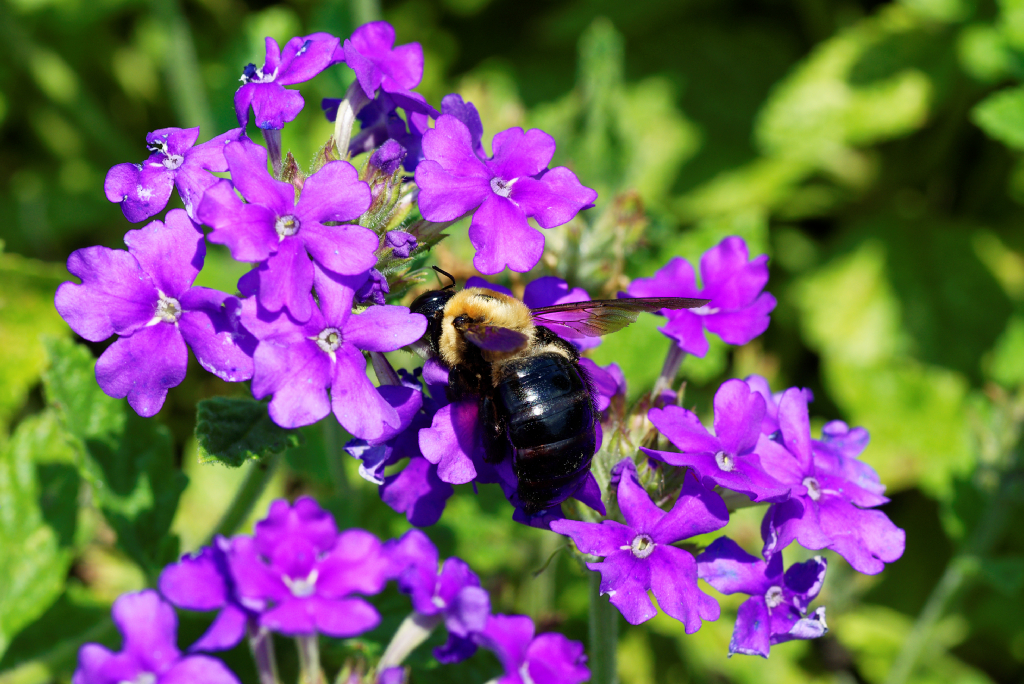 DSC_3732_DxO.jpg