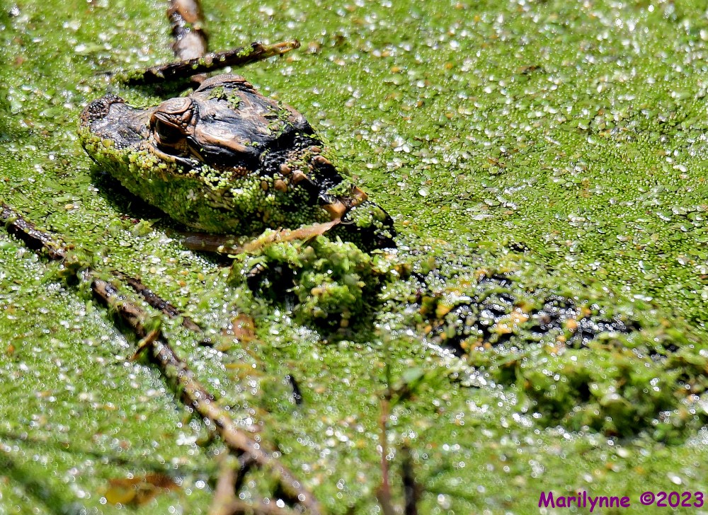 DSC_3733_001.JPG