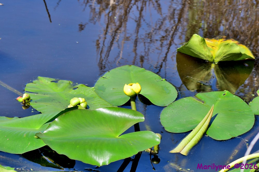 DSC_3734_001.JPG
