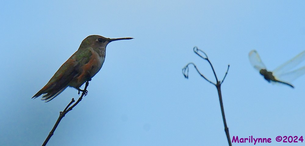 DSC_3735_001.JPG