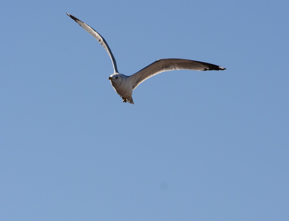DSC_3736.JPG