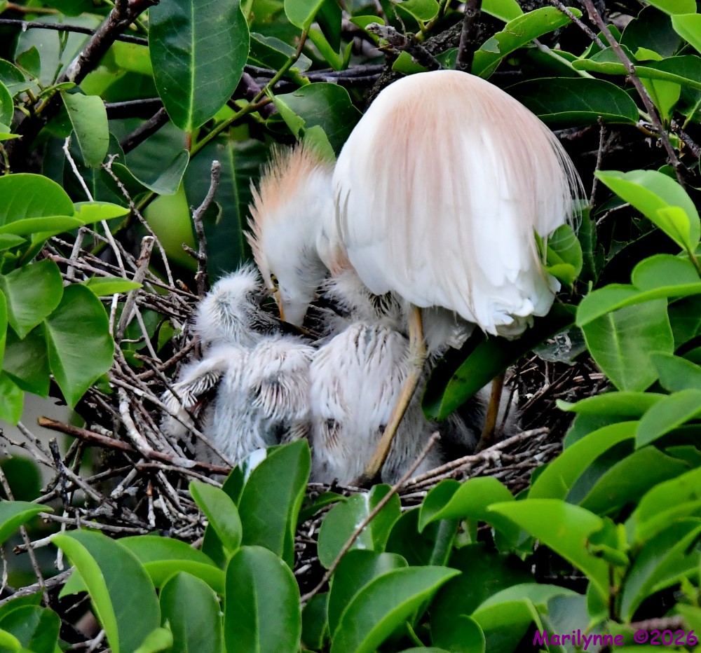 DSC_3736_001.JPG